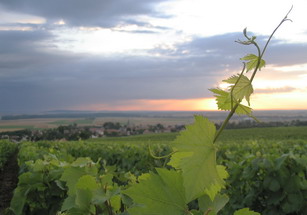 Juillet 2007 - Chardonnay Rachais - Champagne